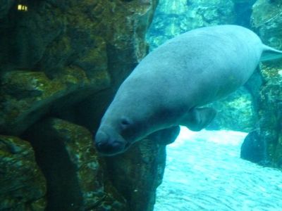 Genovaへ　〜　水族館