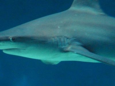 Genovaへ　〜　水族館