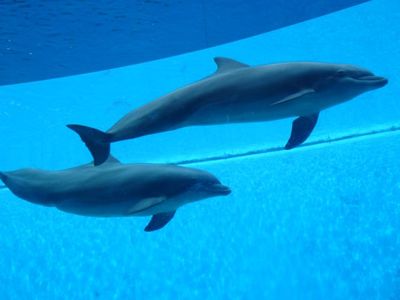 Genovaへ　〜　水族館