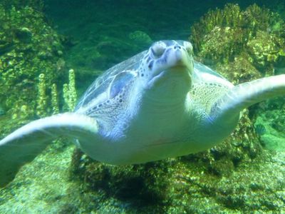 Genovaへ　〜　水族館