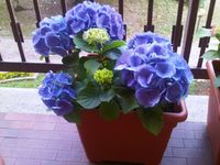 Ortensia　(紫陽花) 2011/05/08 23:31:29