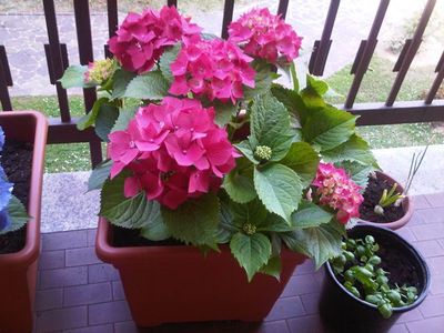 Ortensia　(紫陽花)