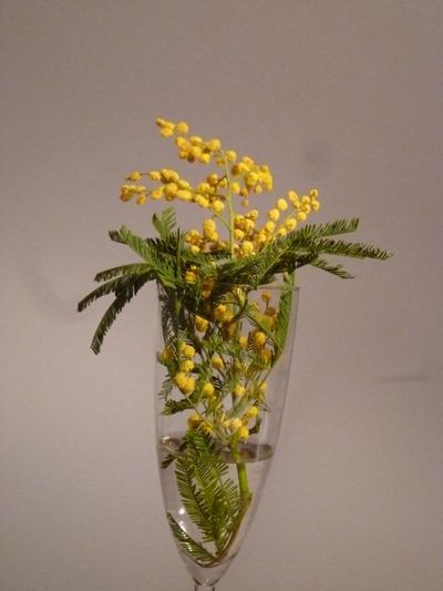 Il giorno della Mimosa(ミモザの日)