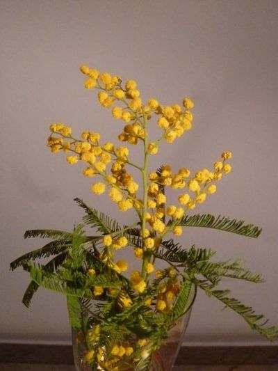 Il giorno della Mimosa(ミモザの日)