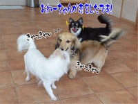 ④これはもしや…（その2） 2013/09/09 16:18:36