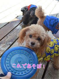 ②ももちゃんのフリスビー 2013/09/03 13:40:54