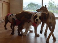 ⑥可愛いじゃれ合い 2013/09/04 16:03:34