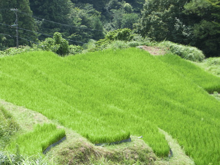 夏休み