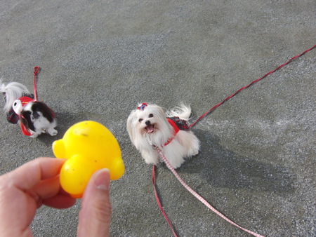 ランラン♪と　お餅拾い♪