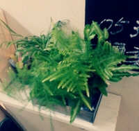 植物増えました(^^) 2013/12/10 17:41:39