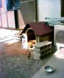うちの犬