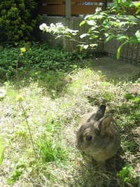 久しぶりの散歩 2009/04/20 17:21:25