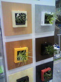 壁に植物!? 2010/02/15 09:42:54