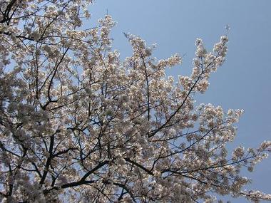 桜、満開です！