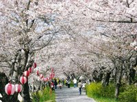 姫様道中での桜並木 2008/04/13 11:52:06