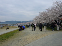 天竜浜名湖鉄道で行く都田川堤の桜と姫様道中　浜松市
