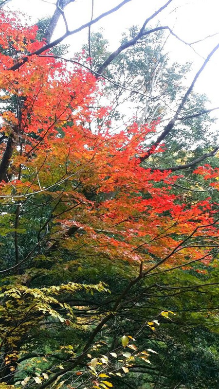 奥大井