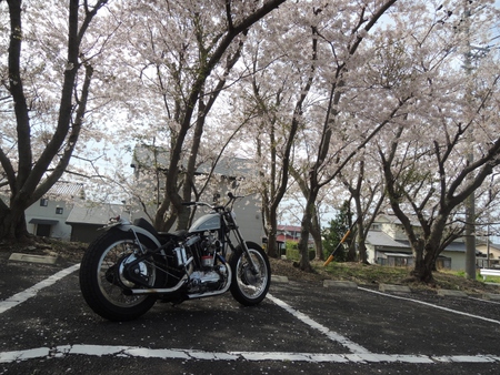 サクラとCH