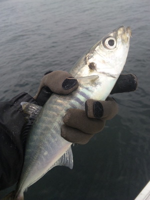 浜名湖陸っぱり アジング L ｍａｉ ｆｉｓｈｉｎｇ ｌｉｆｅ