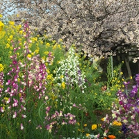 佐鳴湖 桜