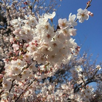 やぎ歯科近くの桜