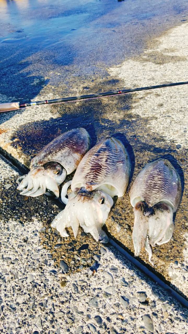 焼津港でダイソーエギング L 釣りじゃなくて散歩だから