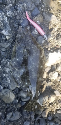 大井川港　ワインドでヒラメ釣り！ 2019/05/26 07:56:40