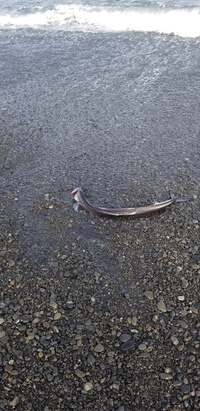 またあのお化け魚に遭遇した 2019/05/07 20:33:20