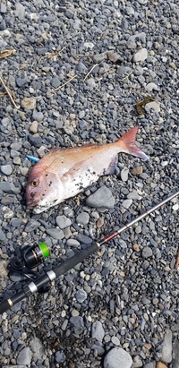 新年の浜岡サーフで出会った魚 2020/01/03 20:29:47