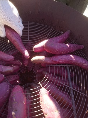 おやじの会　De　焼き芋♪