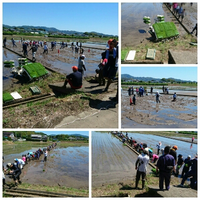 小学生vs農青連　in　田んぼ(≧▽≦)