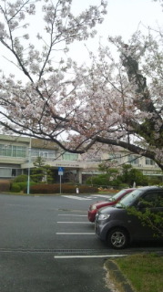 桜の季節 2013/03/29 17:40:40