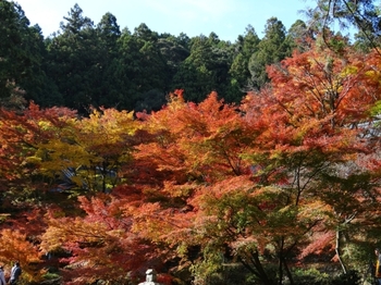 紅葉真っ盛り