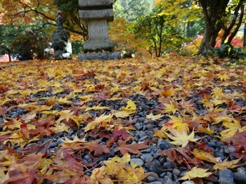 紅葉真っ盛り