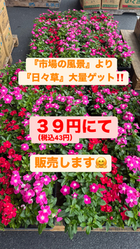 『日々草』好評頂きありがとうございます♫
