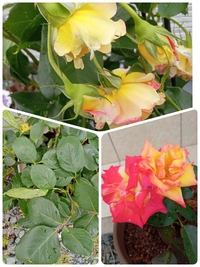 朝から、バラの植え替えと・・・