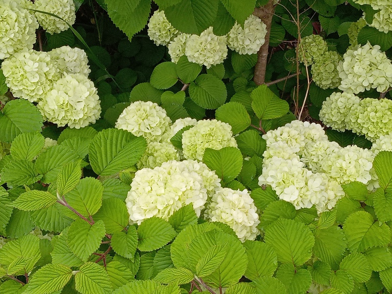 ピンクの花大手まりと白色大手まり