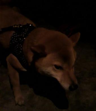 久々の更新です。