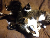 ３子猫、家の子に決めっ！