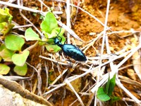 みかん園に登場“ツチハンミョウ”毒で身を守る虫
