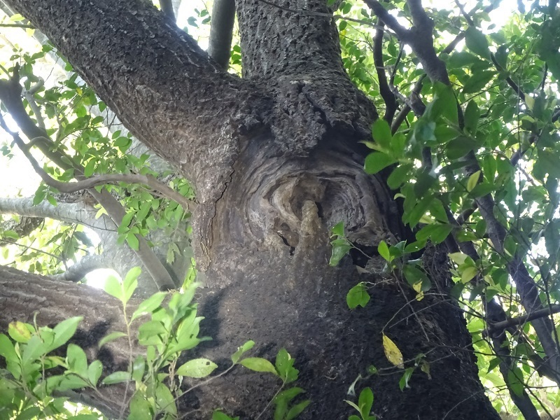 アベマキ
