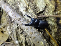 【R7昆虫採集】成績上がらず“コクワガタ”1頭