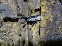 R7昆虫採集散々探して“コクワガタ”しかも1頭