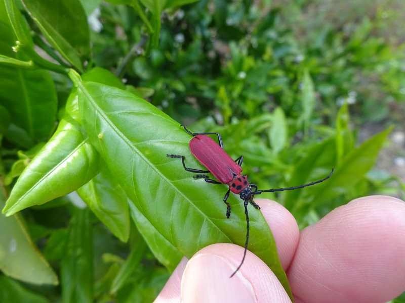 ベニカミキリ
