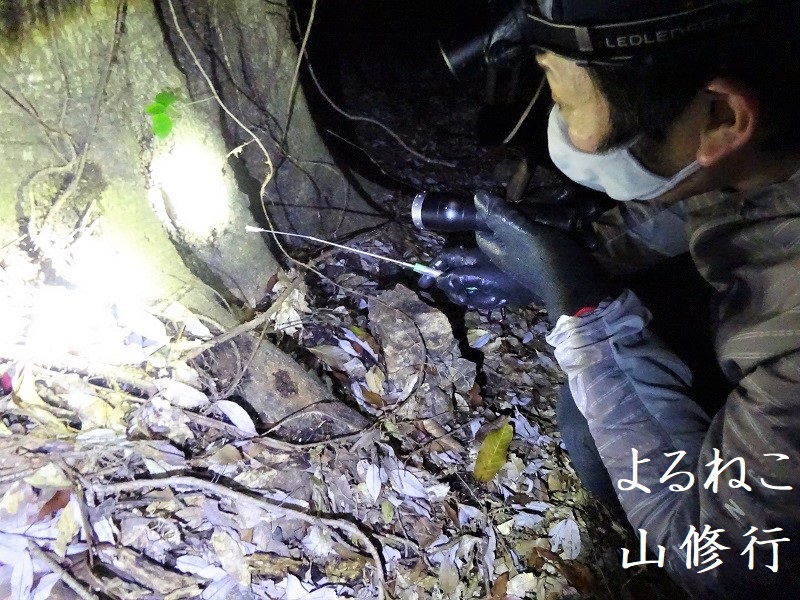 昆虫採集2022