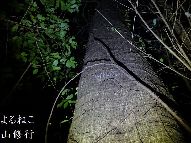 樫の木