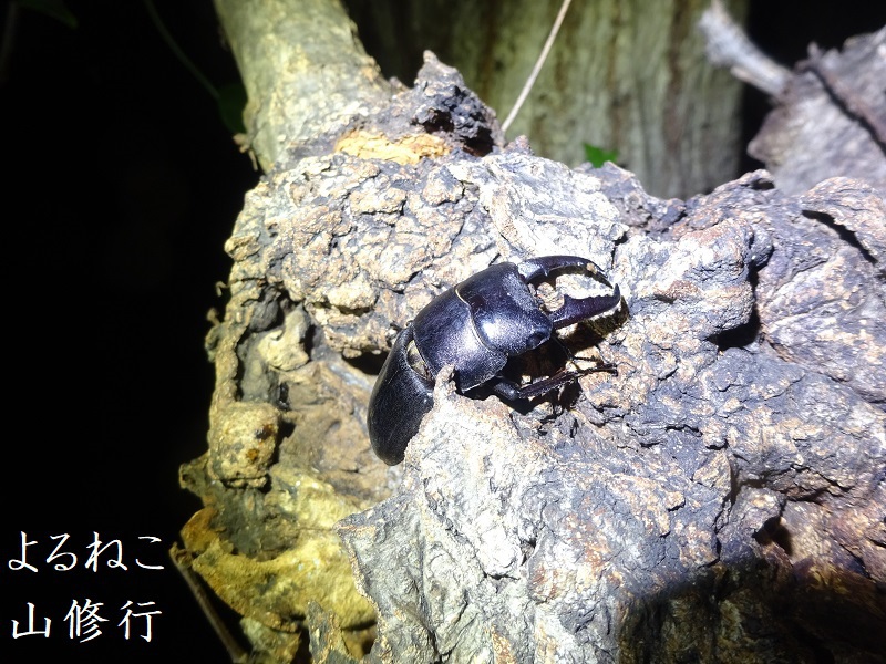 ヒラタクワガタ