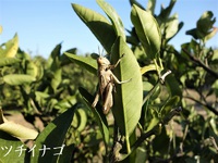 【R4昆虫覚醒】成虫越冬“涙目ツチイナゴ”茶褐色は保護色