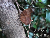 自然に溶け込む“クロコノマ蝶”枯れ葉そのまま