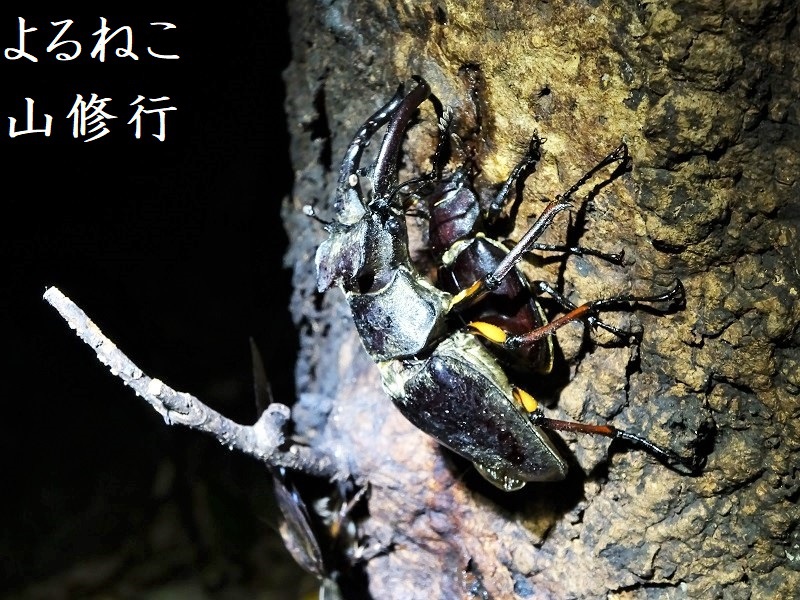 ミヤマクワガタ